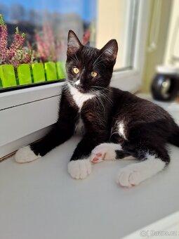 Tříměsíční kocourek - 7