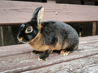 Zakrslý rex tříslový černý samice s PP oceněna - 7