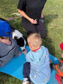 Border kolie s PP - 7