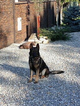 Nemecký ovčiak - 7