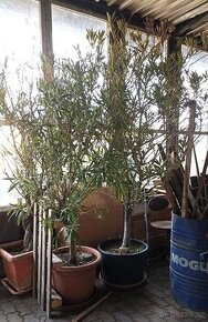 Oleandr přes 2m - 7