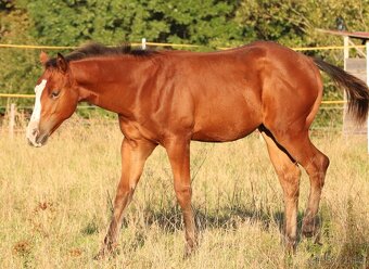 Hřebečci,Valášek American Paint Horse - 7