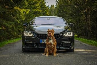 AMERICAN BULLY XL - poslední pejsek - 7
