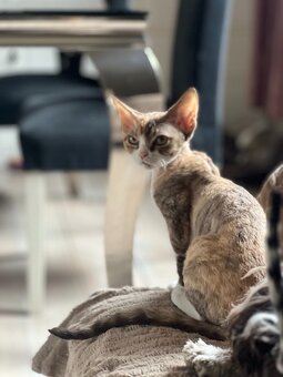 Devon rex koťátka s PP - 7