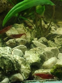 Krevetky červená . Red cherry - 7