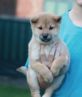 Shiba inu s PP - 7