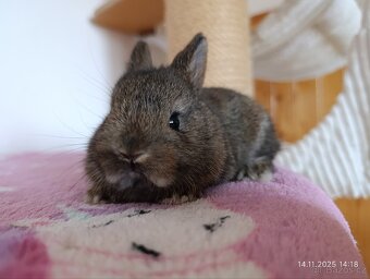 Zakrslí králíčci - mláďata - 7