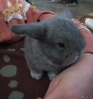 Zakrslý beránek králíček - 7