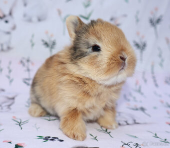 Zakrslý krátkouchý králíček malinká LOT samička - 7