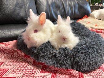 ZAKRSLÝ králíček - 🐰 Klucí ♥️ - 7