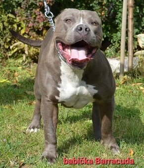 Fenka American Bully XL k odběru - 7