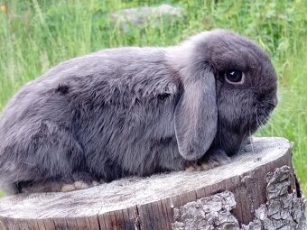 Luxusní maličká Samička Zakrslý Beránek MiniLop - 7