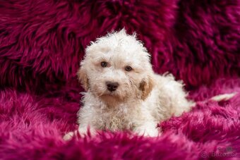Lagotto romagnolo s PP (italský vodní pes) - 7
