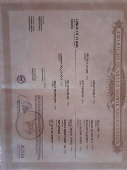 Chovná klisna AQH - 7