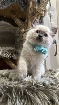 Ragdoll koťata - 7