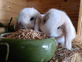 Minilop králíčci/zakrslý beránek - 7
