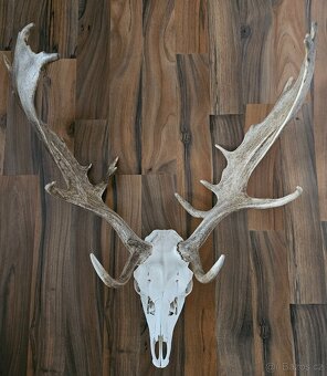 Lovecké trofeje - 7