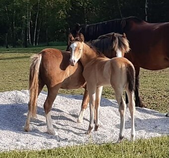 Prodám Qh valacha - 7