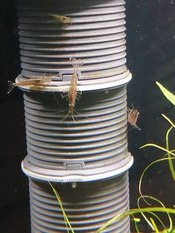 Krásné rybičky a krevetky rychlé vyzvednutí sleva - 7