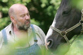 Polokrevník - tři polokrevné kobyly - 7