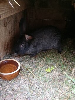 Prodám letošní mladé samice a samce na chov. - 7