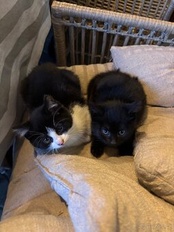 Koťátka k odberu - 7