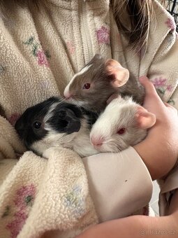 Prodám morčata - kluci - 7