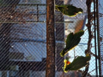 Amazoňan modročelý - 7