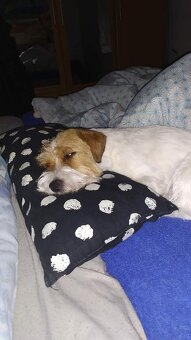 Jack Russell teriér s PP - 7