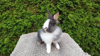 Zakrslý králík, králíček -(lvíček)-TIMMY - 7