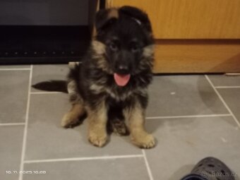 Německý ovčák štěňata - 7