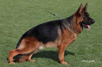 Německý ovčák štěňata - 7