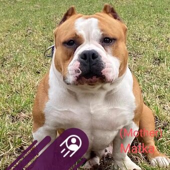 American Bully Pocket - 7