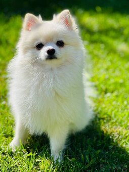 Štěňata Pomeranian - 7