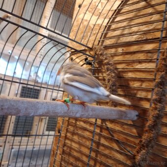 Zebřička pestrá - 7