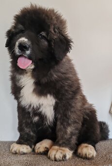 Kavkazský pastevecký pes s PP - 7