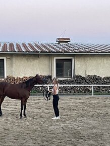 2,5letý reiningový quarter horse k prodeji - 7