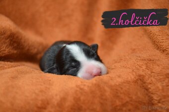 BORDER COLLIE - 7