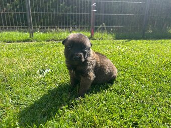 Belgický ovčák - malinois s PP - 7