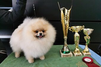 Pomeranian s PP FCI - 7
