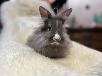 Prodám králíčky - 7