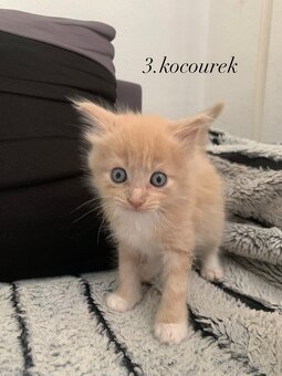 Mainská mývalí x Domácí kočka - 7