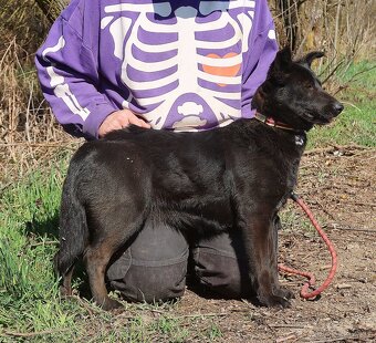 NETOPIERRA K ADOPCI - 3 ROKY, PŘÁTELSKÁ, HRAVÁ, ZVĚDAVÁ - 7