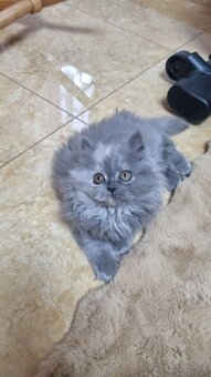Britská koťata - 7