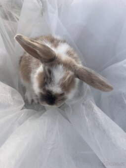 🐰 Rozkošní zakrslí beránci – holky & kluci, 9 týdnů 🐰 - 7