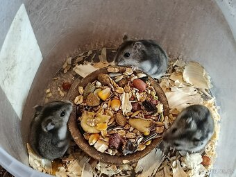 Křečík džungarský - 7