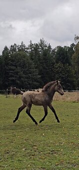 TOP klisnička PSL - 7