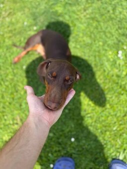 Jezevčík Krytí - 7