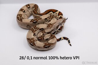 Hroznýš královský IMG het VPI - 7