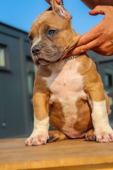 American Bully XL 🐾 - 7